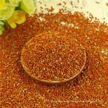 Red Broom Corn Millet for bird feed with good manufacturer